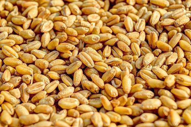 Grani antichi — cereali autoctoni di Montespertoli