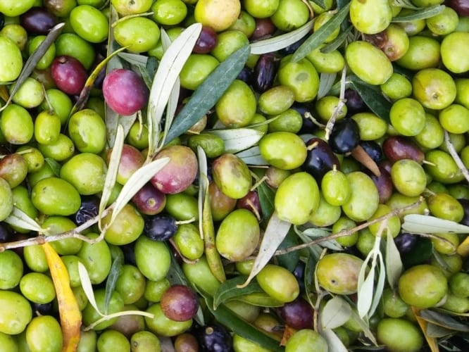 Olio — olivicoltura toscana