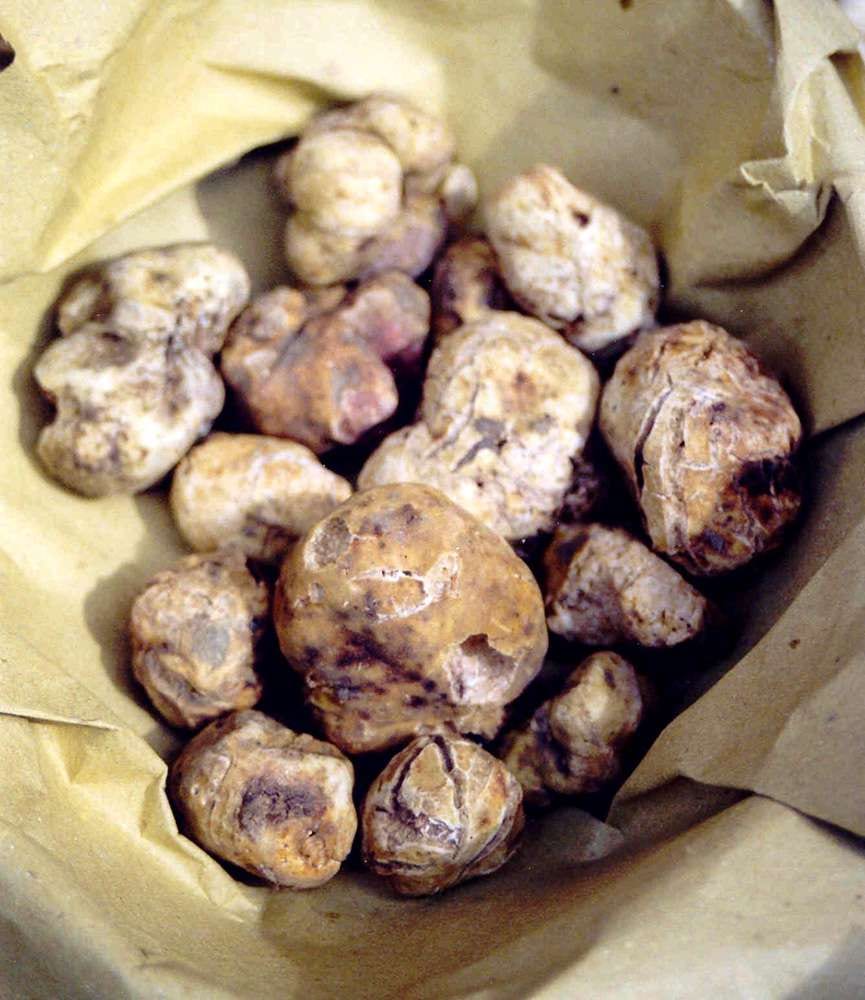 Tartufo — bosco di lecci di Montespertoli