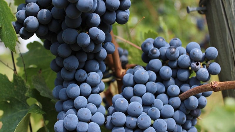 Vino — DOC Montespertoli